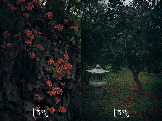 雨后的万紫千红