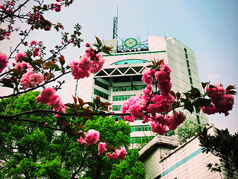 樱花季