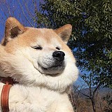 老白SE的头像