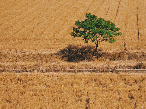 麦田里的树（个人主页-ZMzY3MjcyNzI=） - 风光摄影 - 站酷设计师波希米亚老猫原创素材 - 站酷ZCOOL