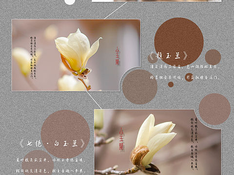 白玉兰系列...（个人主页-ZNDM2MzcwNTI=） - 产品摄影 - 站酷设计师钱斌原创素材 - 站酷ZCOOL