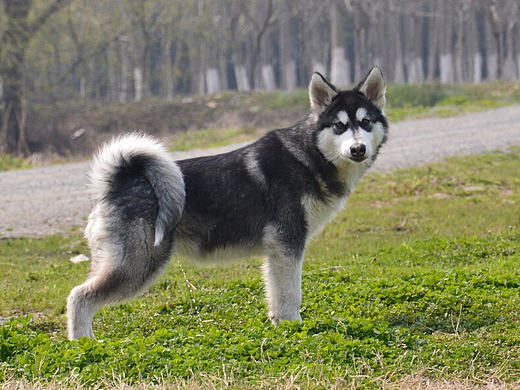 一个二哈的成长之路