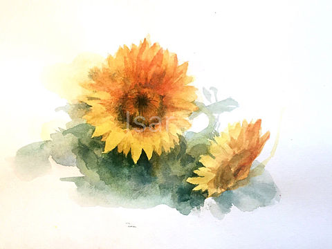 向日葵（临摹永山裕子作品）