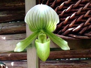 【兜兰】——绿魔帝(Paph.Maudiae)和飘带(Paohiopedilum parishii)
