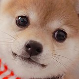 旋风小霸王的头像