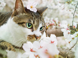 春和日暖喵先知~