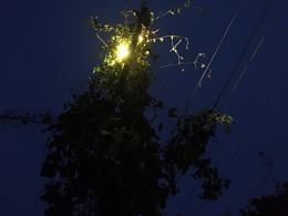 夜