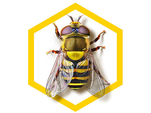 原创：写实图标-小蜜蜂