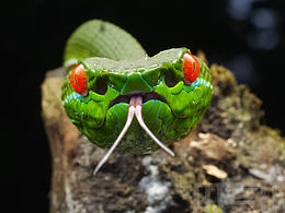 昆虫