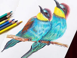 彩铅 鸟儿系列