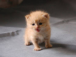 救助的小奶猫，已被领养！（个人主页-ZMTU2MTkzNg==） - 宠物摄影 - 站酷设计师nanjiqq原创素材 - 站酷ZCOOL