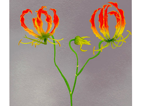 百图斩16-花（个人主页-ZNjAyNDI2NzY=） - 创作习作 - 站酷设计师春月廿二_陈太太原创素材 - 站酷ZCOOL