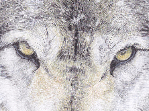 4w纯艺术-绘画oy钢笔画:追4年前骏眀彩铅画9263928纯艺术-绘画15年的