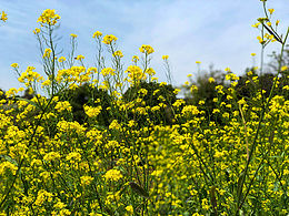 濟(jì)州島的春天