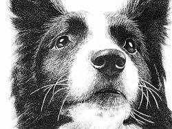 云际丶钢笔画
