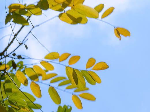 秋风抚树,树抚秋风🍂