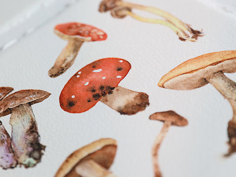 水彩 蘑菇🍄（个人主页-ZMzkwODkzMTI=） - 商业插画 - 站酷设计师文静手绘原创素材 - 站酷ZCOOL