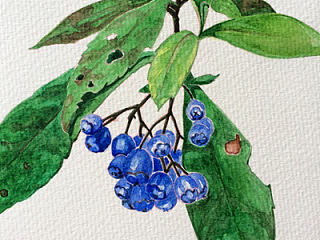 不知名植物（个人主页-ZNzIxMDI1Mg==） - 创作习作 - 站酷设计师yanghailin7777原创素材 - 站酷ZCOOL