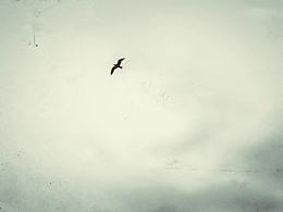 理想與鄉(xiāng)愁