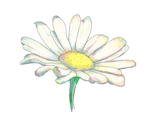 小雛菊（個人主頁-ZNjU0ODA0ODA=） - 創(chuàng)作習(xí)作 - 站酷設(shè)計(jì)師Z367414824原創(chuàng)素材 - 站酷ZCOOL