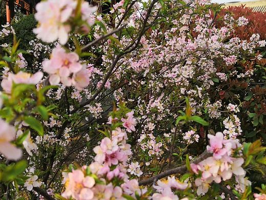 走过四季,有花草相伴。