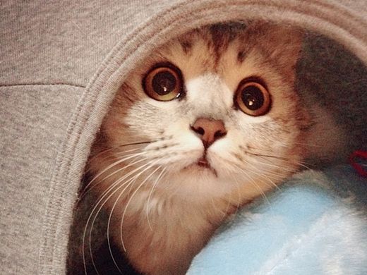 Mark 大腿成长记