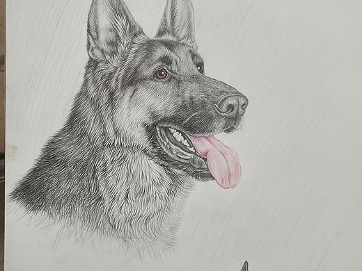 素描手绘狼犬头像