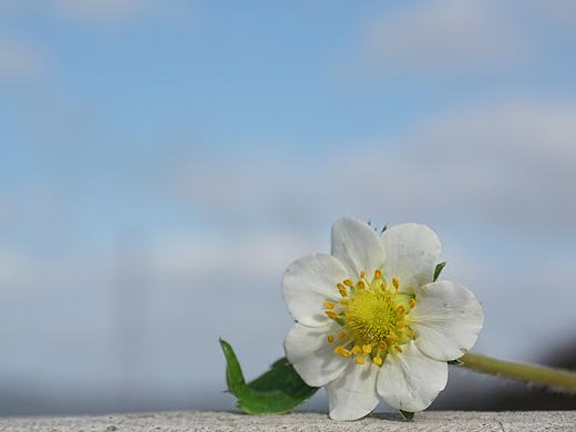 是春天应该有的味道