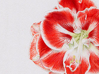 朱頂紅，桑巴舞。（個(gè)人主頁(yè)-ZMTc3MzUzOTY=） - 繪畫 - 站酷設(shè)計(jì)師卑鄙的噗噗原創(chuàng)素材 - 站酷ZCOOL