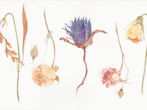 植物花卉 水彩