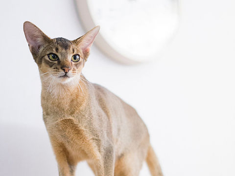 传说中古埃及猫的后裔 — 阿比西尼亚猫