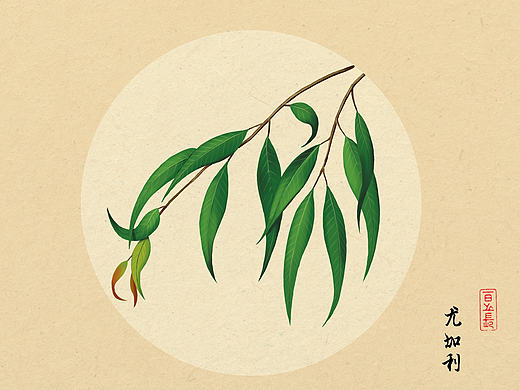 植物插画