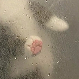 釉里的头像