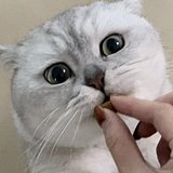 YAU寶的头像
