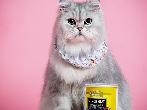 宠物摄影|宠物零食