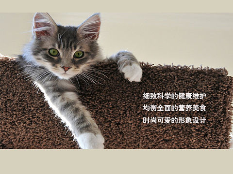 宠物医院海报