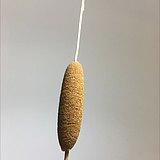 认真的梨子的头像