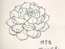 橙梦露（多肉植物）
