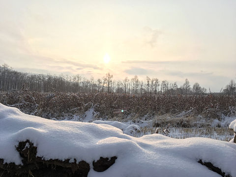 雪地日出