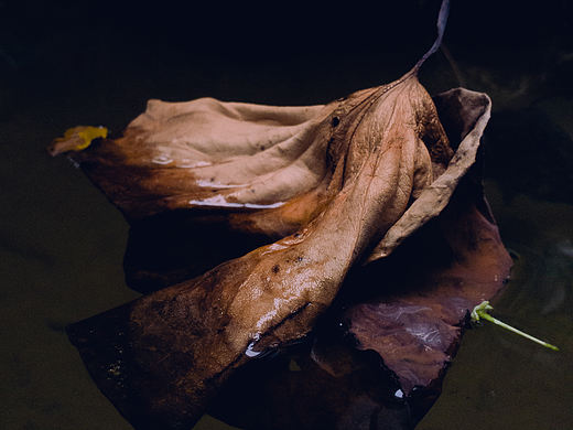 荷尽已无擎雨盖
