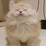 胡椒豆吃宵夜的头像