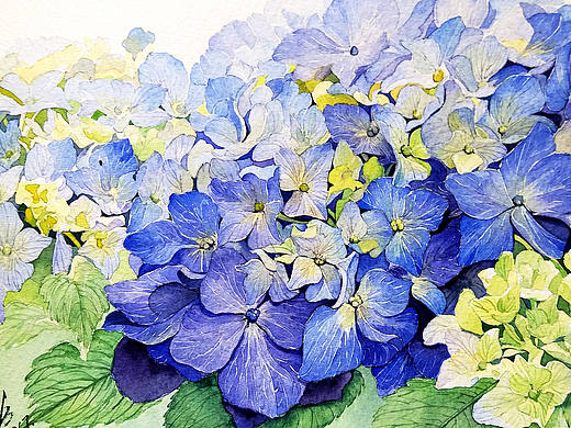 水彩插画《紫绣球花-2017你好》（个人主页-ZMjExMjE0MjA=） - 商业插画 - 站酷设计师火儿原创素材 - 站酷ZCOOL