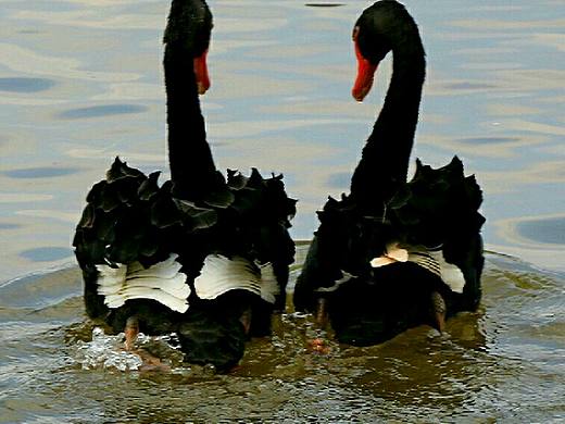 一對虐狗夫婦（個(gè)人主頁-ZMjIwODg4ODQ=） - 其他攝影 - 站酷設(shè)計(jì)師mosj原創(chuàng)素材 - 站酷ZCOOL