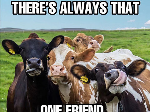 四头牛（个人主页-ZNDM1Nzc0MzI=） - 创作习作 - 站酷设计师砖砖爱唱歌原创素材 - 站酷ZCOOL