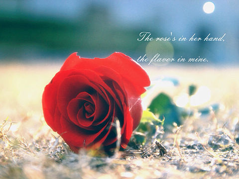 红玫瑰（个人主页-ZMTc5NjgzOTI=） - 产品摄影 - 站酷设计师七月设计狮原创素材 - 站酷ZCOOL