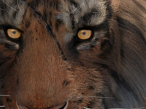 老虎（個人主頁-ZMzQwNjM5MDA=） - 人物/生物 - 站酷設計師lxzm原創(chuàng)素材 - 站酷ZCOOL