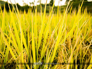 秋天熟啦  田野美美哒