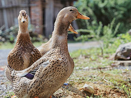 鄉(xiāng)間的存粹與質(zhì)樸，是最能洗滌城市煙火氣息的藥劑。