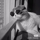 阿九x的头像
