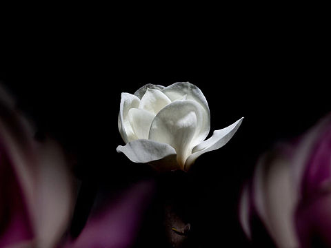 玉兰花